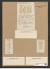 Eunotia mosis Ehrenb. (de-Toni-Nr.: Genus 104, Species 3195) Zeichnungen Sammlung Grunow Nr. 6556 (NHMW-BOT-W0375286)
